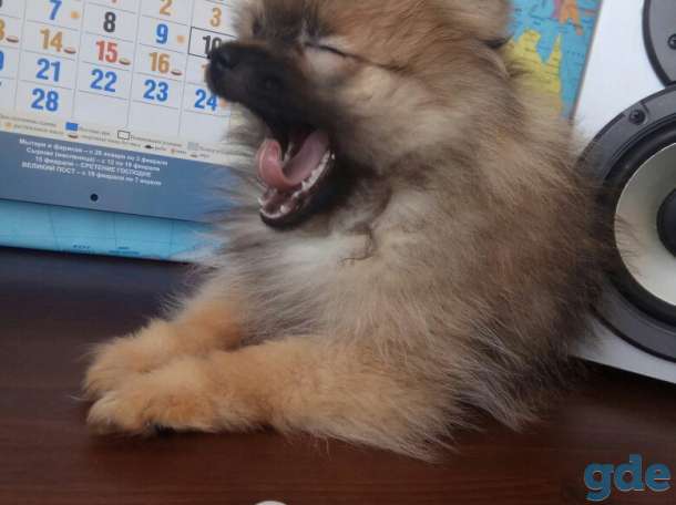 Шпиц, фотография 3