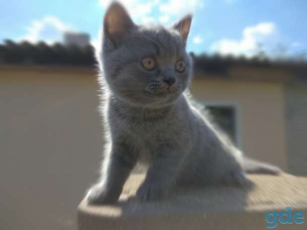 Шотландские котята, фотография 5