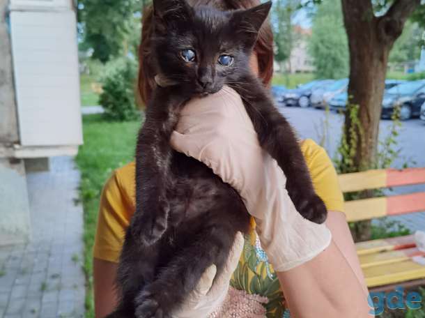 Котенок Анфиса ищет дом!, фотография 3