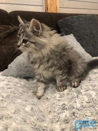 Котик ищет дом, фотография 2