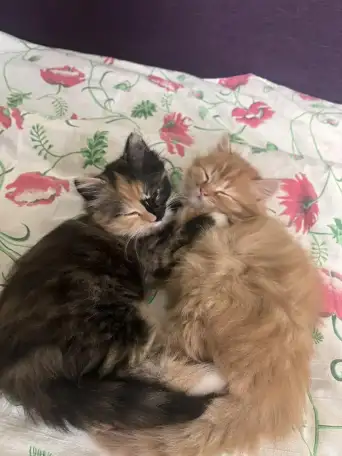 котята в дар, фотография 1