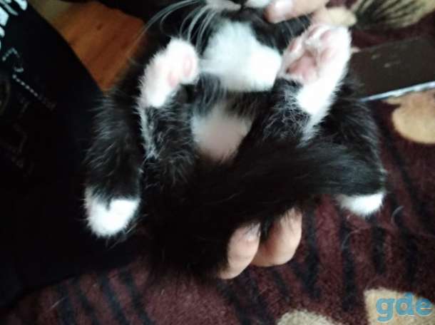 Котик в дар, фотография 2