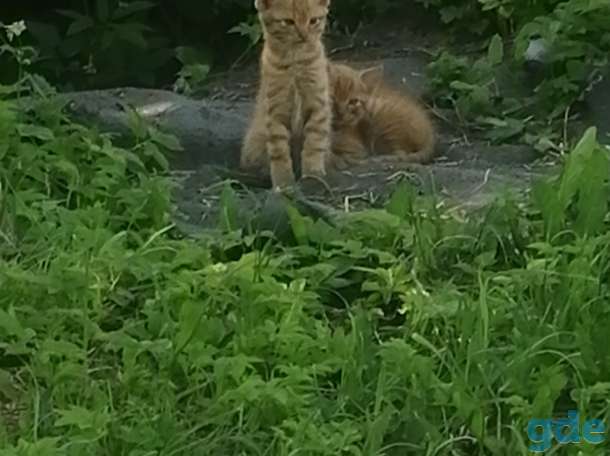 Котята, фотография 2