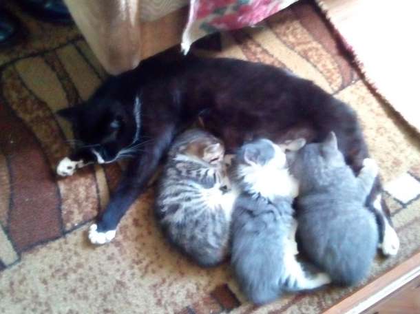 Дарю котят, фотография 4