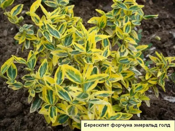 Продам декоративные растения., фотография 3
