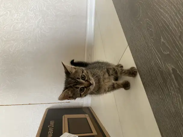 Котята в дар, фотография 4