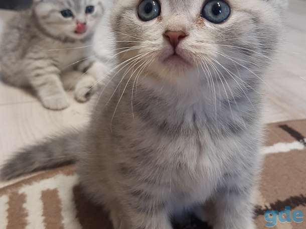 Шотландские котята, фотография 2
