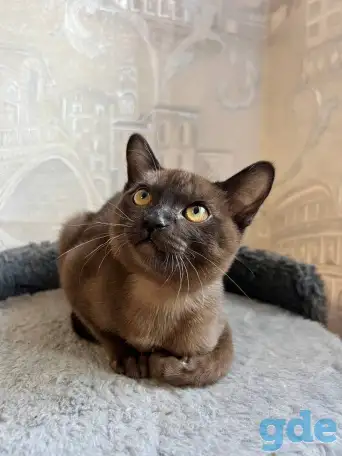 Котята европейской бурмы, фотография 2