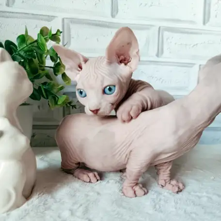 Бамбино канадский сфинкс, фотография 4