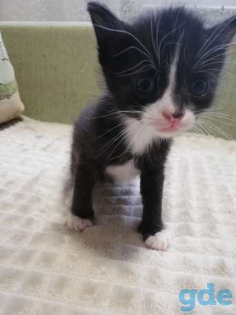 Котята в добрые ручки! Бесплатно, фотография 2