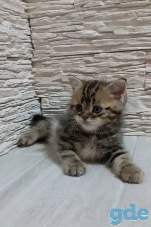 Британские котята, фотография 2