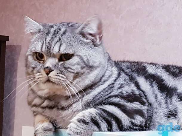 Шотландский котик с документами., фотография 5