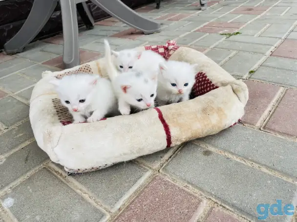 Котята турецкой ангоры, фотография 4