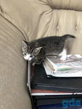 Котята Британской кошки, фотография 3