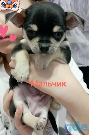 Щенки чихуахуа, фотография 1