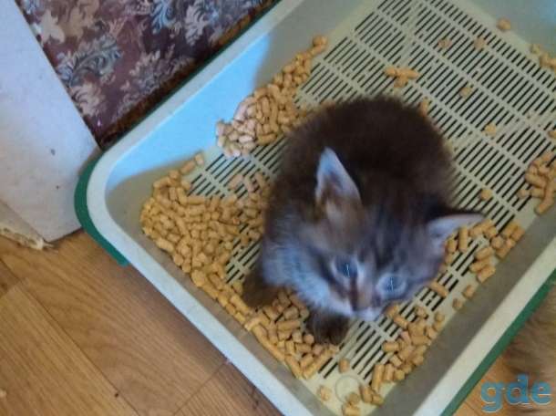 Котенок в дар, фотография 3