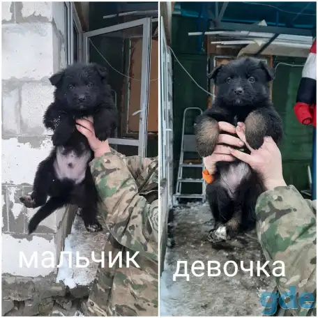 Щенки немецкой овчарки, фотография 5