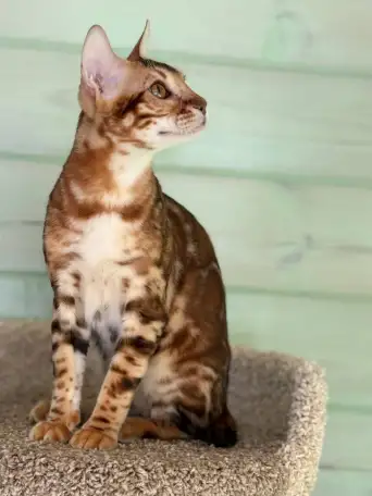 Рыжий, яркий бенгальский котёнок мальчик, фотография 2