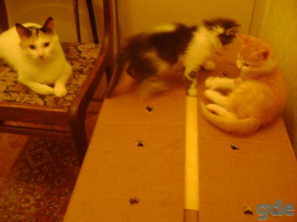 Котята в дар, фотография 1