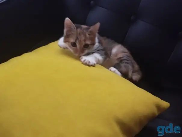 Отдам трехцветную кошечку. 3 месяца, очень ласковая., фотография 4