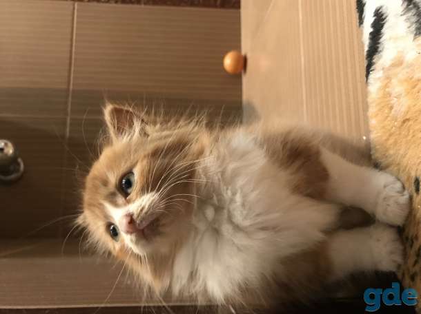 Котёнок рыжий, фотография 6