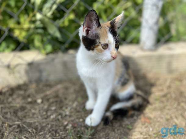 Котята бесплатно с доставкой, фотография 4