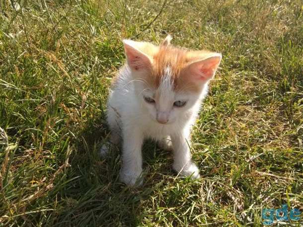 Котята, фотография 1