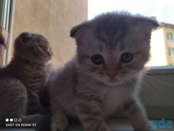 Шотландские котята, фотография 2
