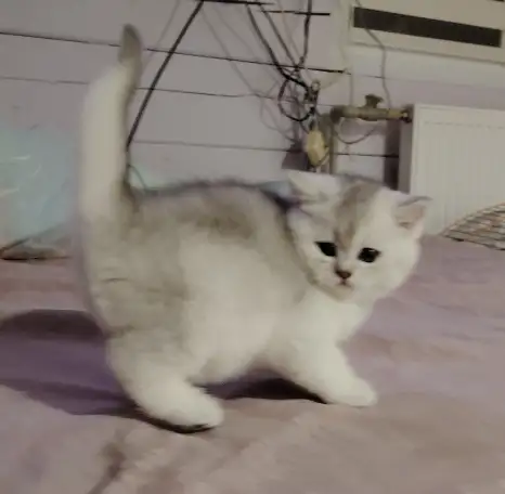 Шотландский котенок, кот., фотография 4