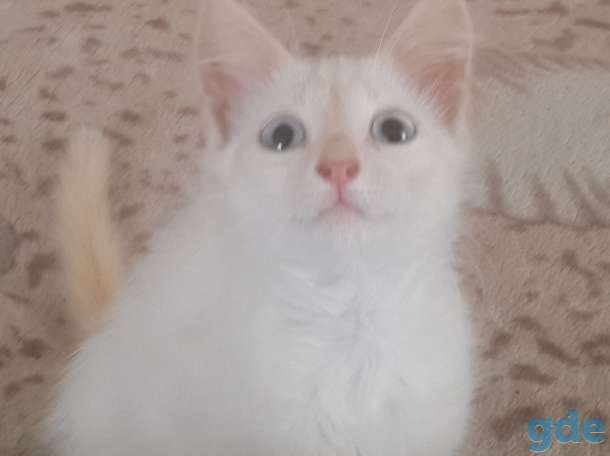 Котята в дар, фотография 3