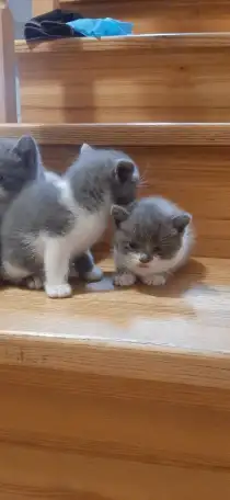 Отдам котят в хорошие руки, фотография 9