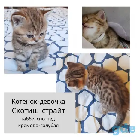 Продам шотландских  котят, фотография 1