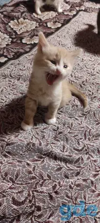 Отдам рыжего котенка-мальчика в дар, фотография 1