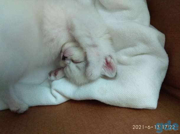 Продажа шотландских котят, фотография 5