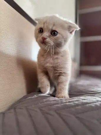 Шотландские котята, фотография 5