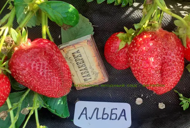 САЖЕНЦЫ КЛУБНИКИ - 50 сортов  - купить в Гомеле с питомника, фотография 8