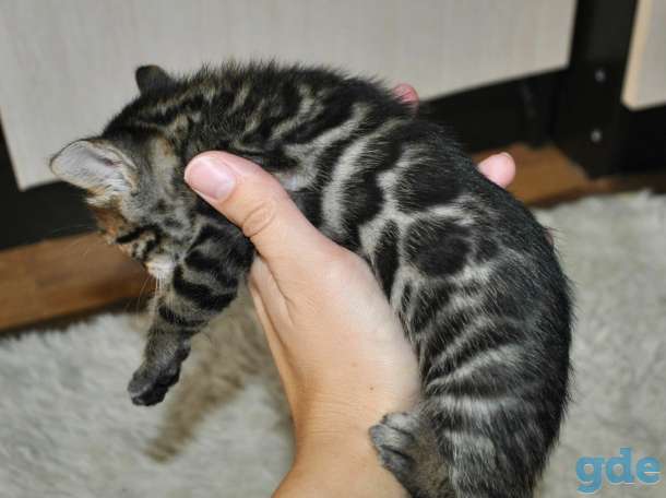 Шикарные бенгальские котята, фотография 5