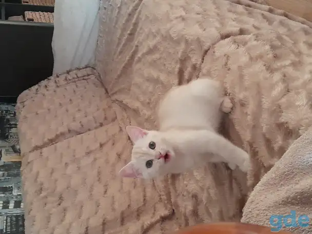 Шотландские котята, фотография 4