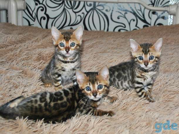 Бенгальские кошечкт, фотография 1