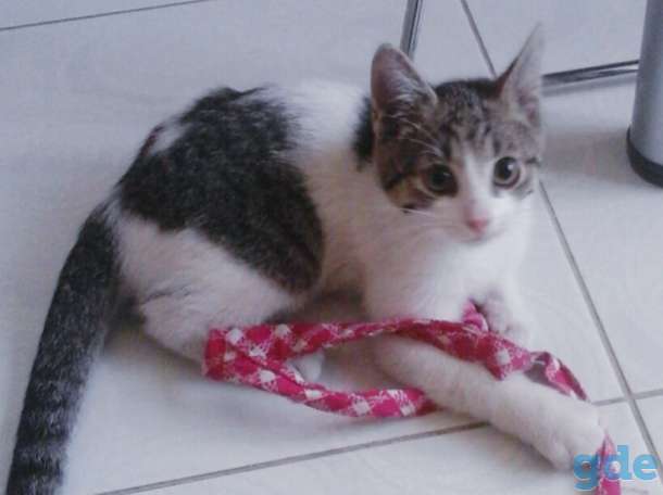 Котята бесплатно., фотография 10