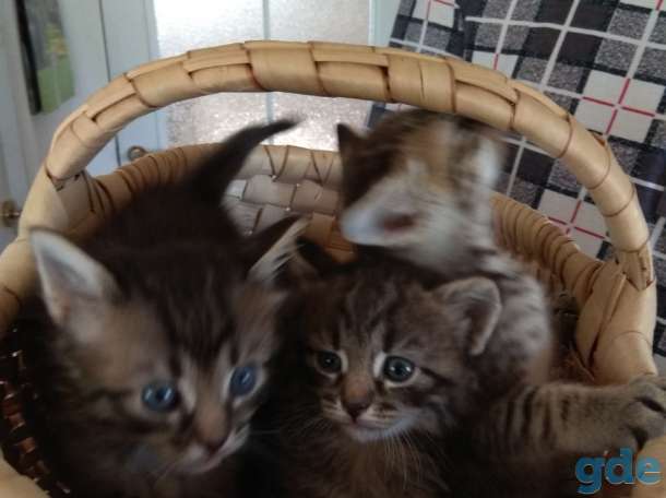 Котята в дар., фотография 4