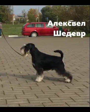 Щенки, фотография 3