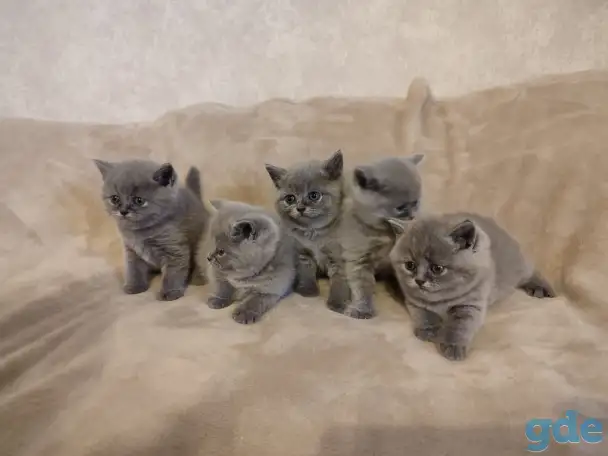 Котята Британские, фотография 11