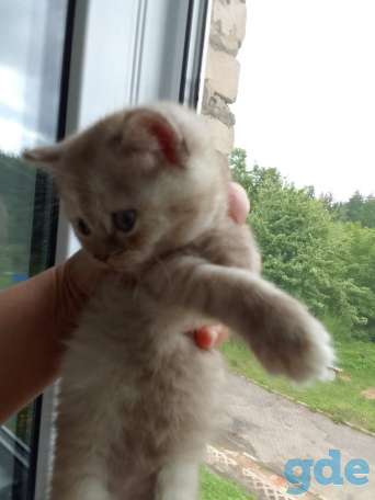 Шотландские котята, фотография 10