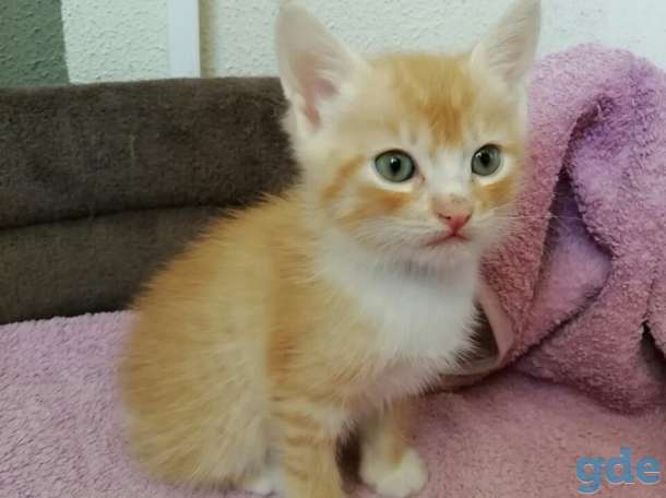 Сказочный Йосечка  ищет свою самую нежнейшую и добрейшую семью, фотография 5