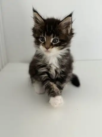 Очаровательный Котенок Мейн-Кун, фотография 2