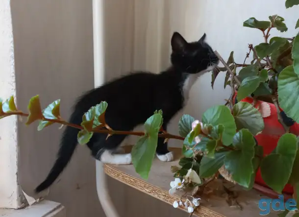 Котята, фотография 2