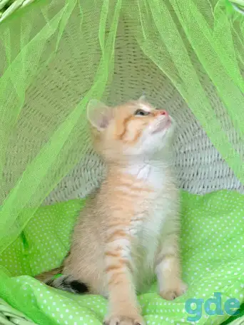 ЗОЛОТАЯ ШИНШИЛЛА шотландские котята, фотография 4