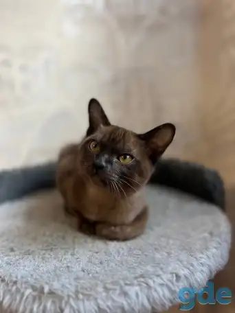Котята европейской бурмы, фотография 7