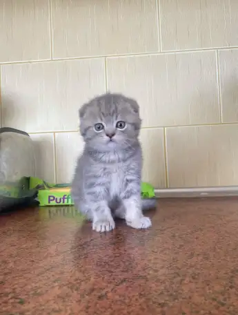 Шотландские котята, фотография 3